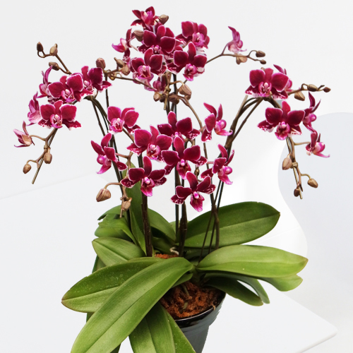 ミディ胡蝶蘭 チャチャ5本立 - 【あすに届けるお花屋さん～輝華
