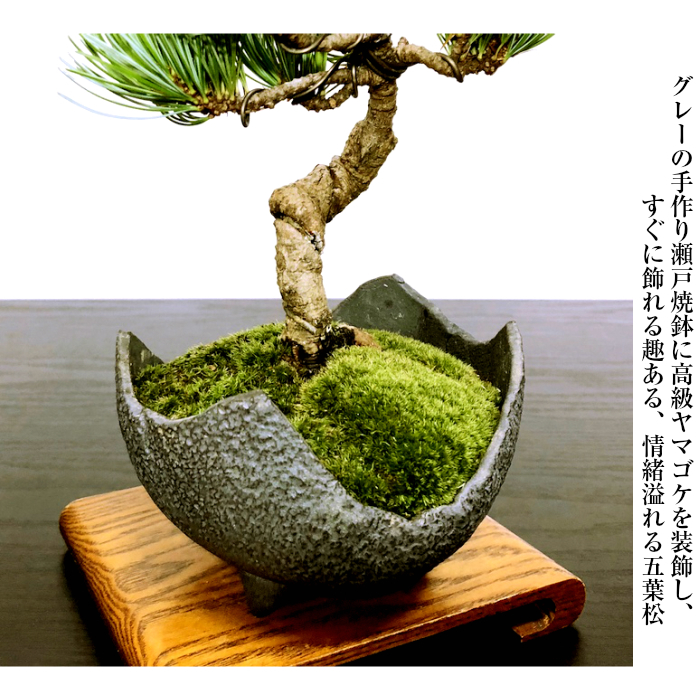 盆栽 松 育て方ガイド付 送料無料 趣味 人気ギフト ミニ 樹齢7年