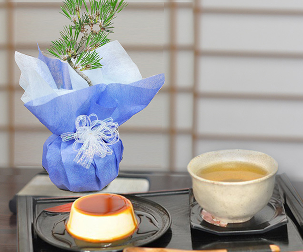 盆栽 松 ミニ四国黒松 瑠璃紺和鉢 お菓子セット 受け皿付き ミニ盆栽