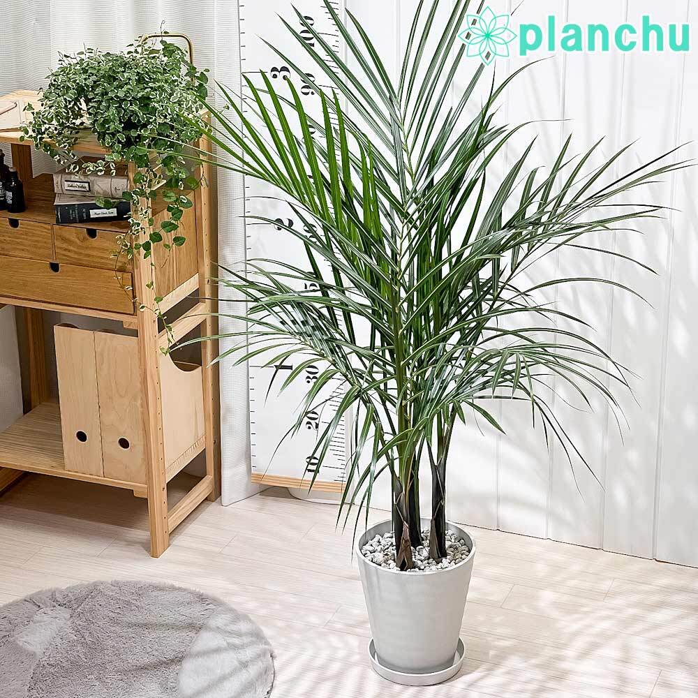 PLANCHU 観葉植物 トックリヤシモドキ 7号鉢 受け皿付き 育て方説明書