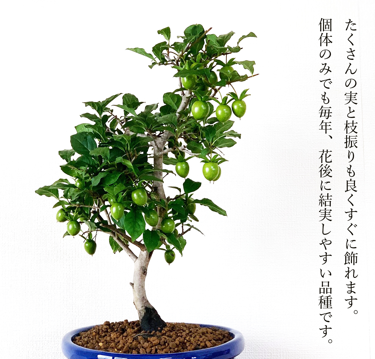 盆栽 ローヤ柿 老爺柿 紅光 育て方ガイド付 日時指定可 送料無料