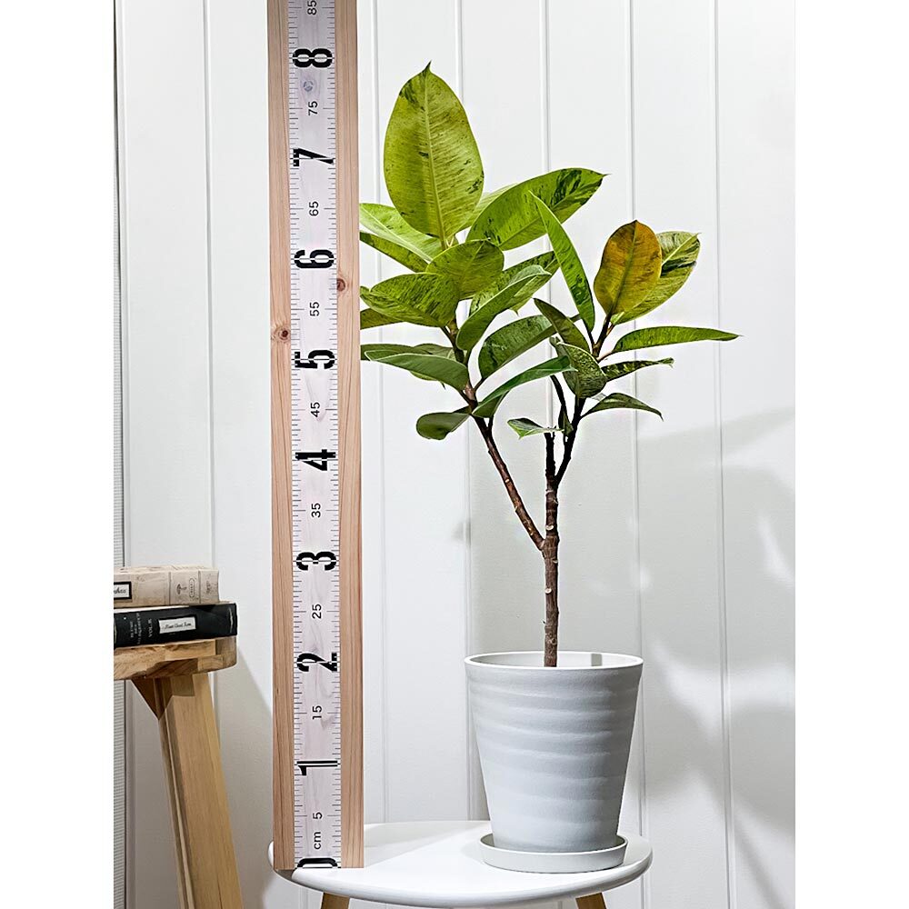 PLANCHU 観葉植物 フィカス ジン 6号鉢 受け皿付き 育て方説明書付き