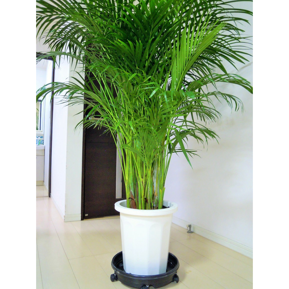 アレカヤシ 10号 ヤシの木 インテリア 観葉植物 新築祝い 開店祝い