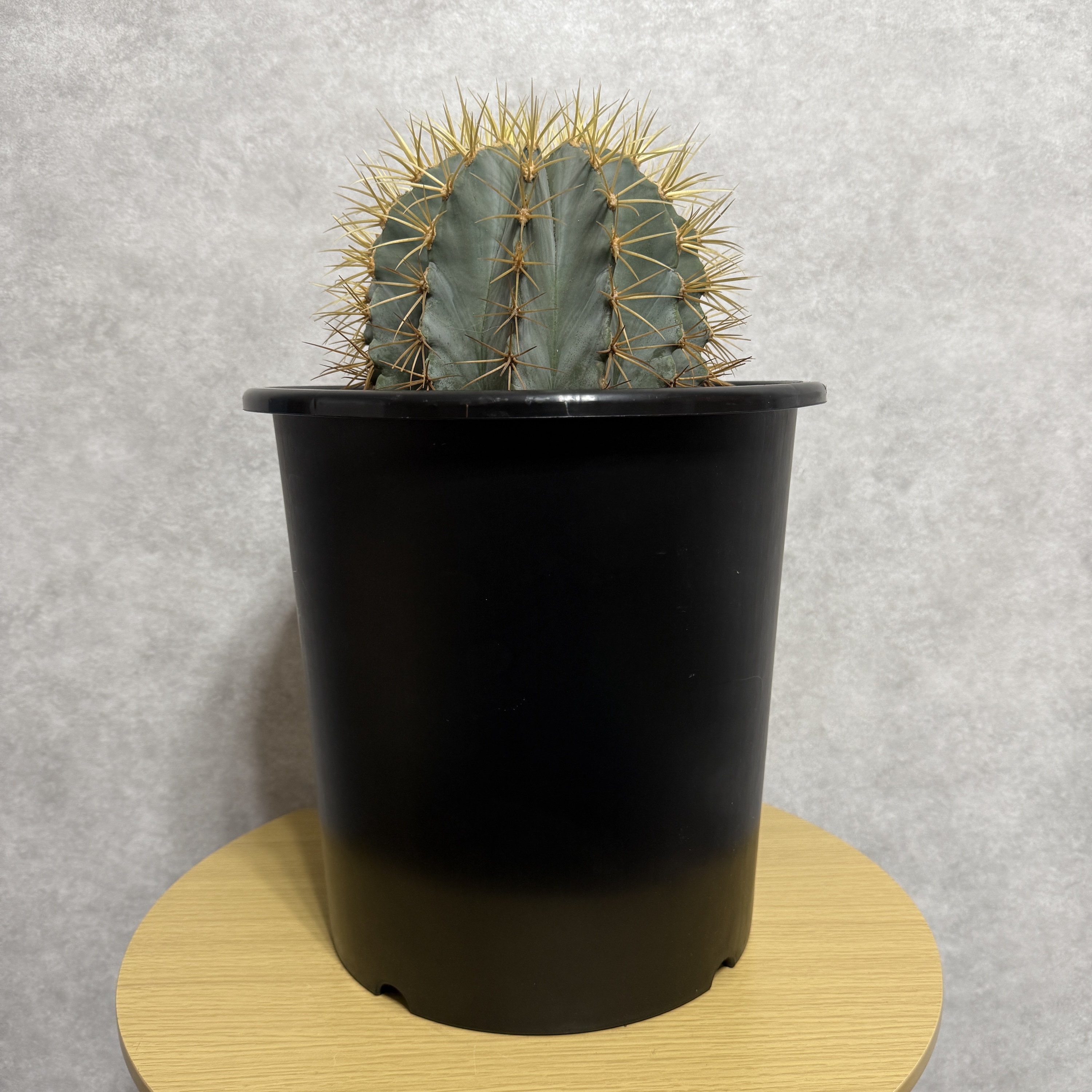 サボテン 王冠竜 8号鉢 大型 観葉植物 ブルーバレルカクタス フェロ