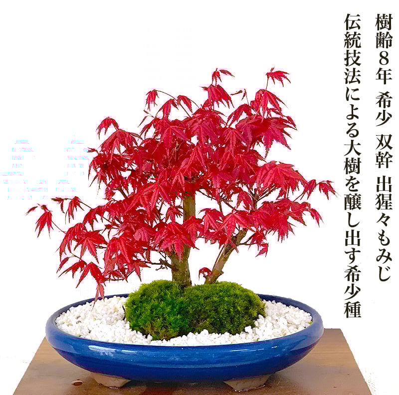 盆栽 もみじ 希少 本格 極上 盆栽 樹齢10年 双幹出猩々もみじ 紅葉盆栽