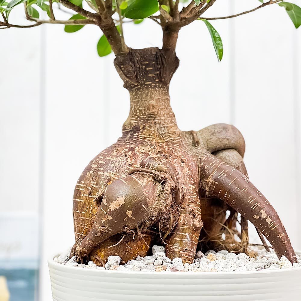 観葉植物 ガジュマル 太幹大株 8号平鉢 受け皿付き 育て方説明書付き