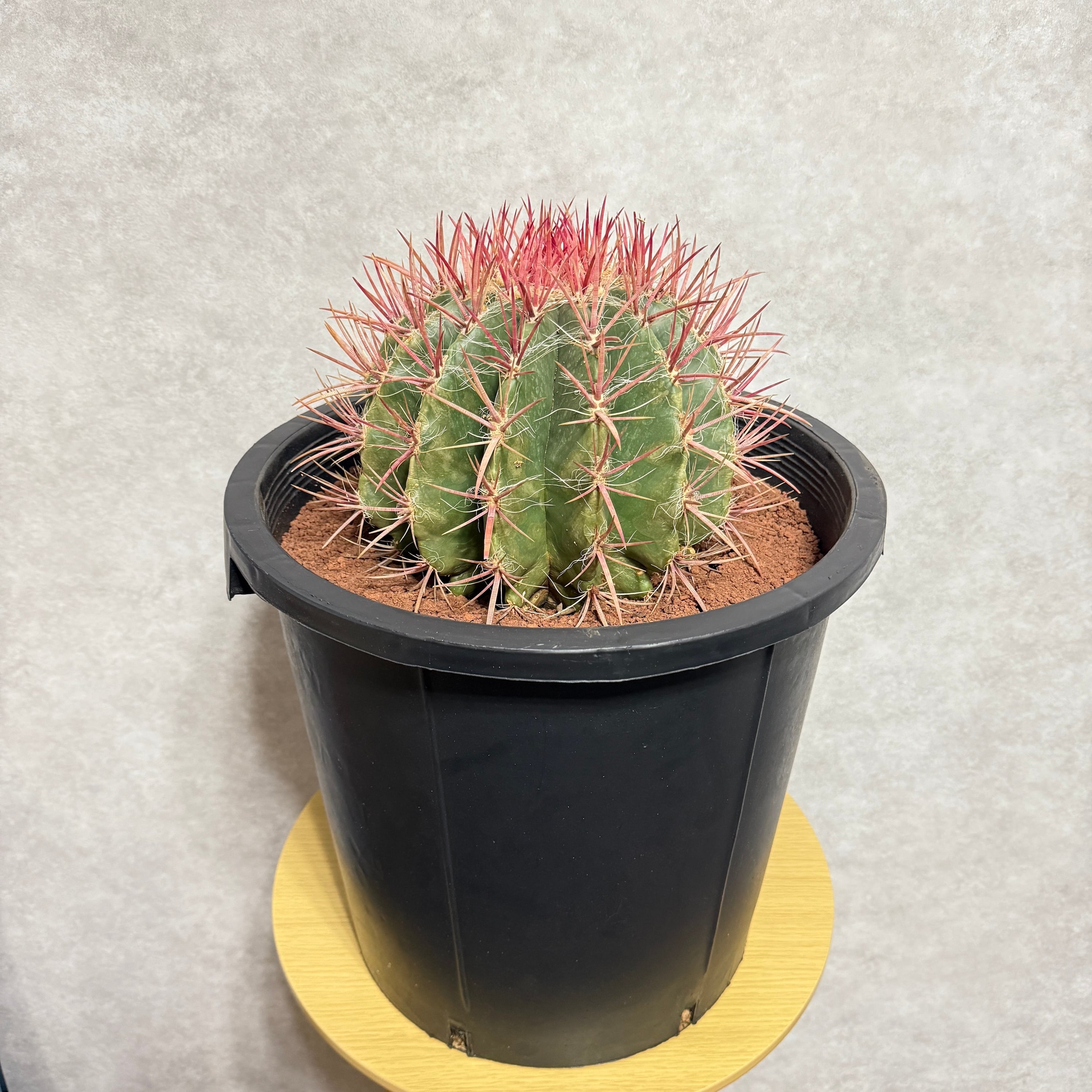 サボテン赤鳳 12号鉢 大型 特大サイズ フェロカクタススタイネシー