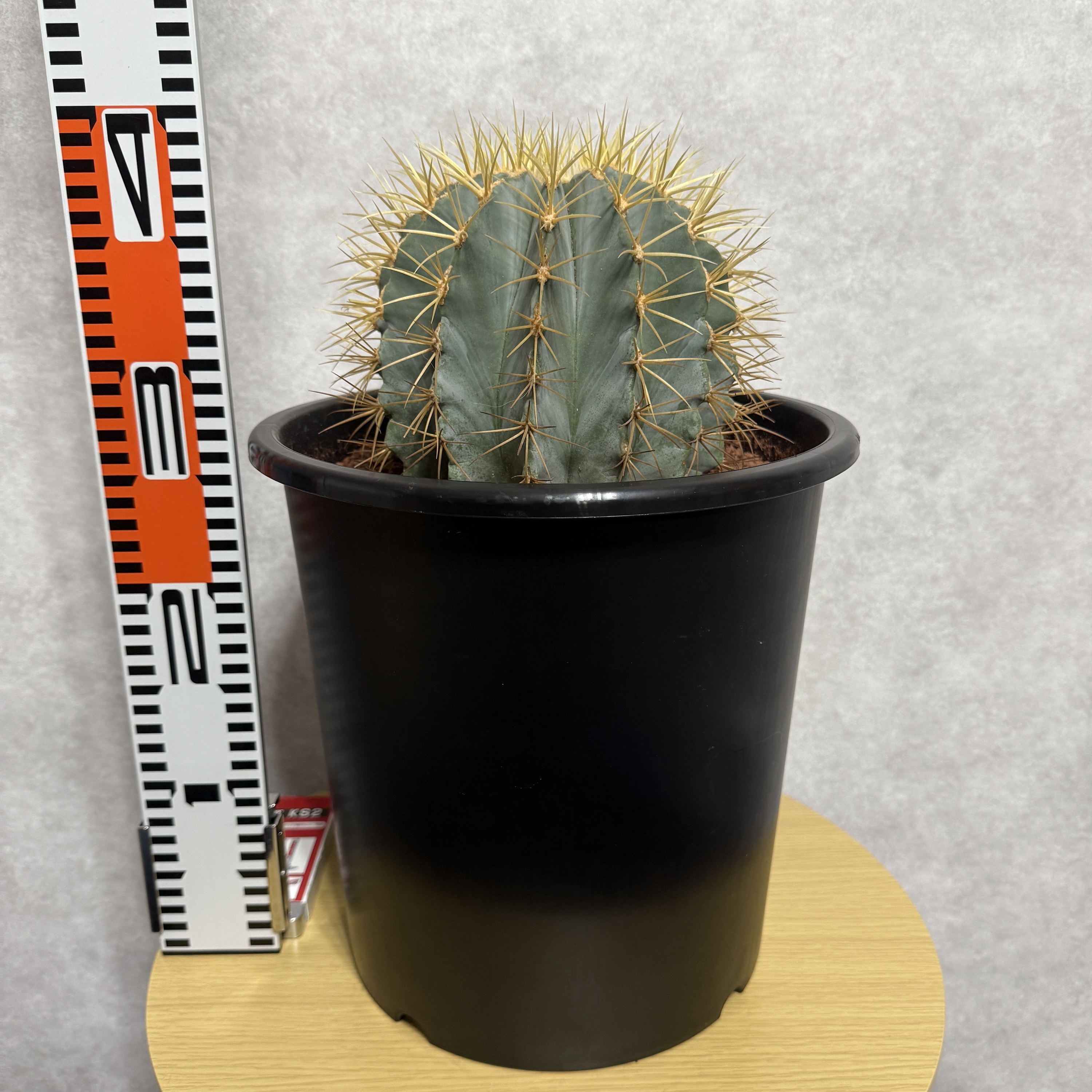 サボテン 王冠竜 8号鉢 大型 観葉植物 ブルーバレルカクタス フェロ