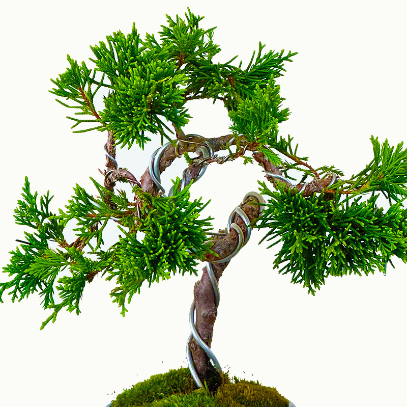 真柏 盆栽 松 糸魚川真柏 育て方ガイド付 送料無料 無料ラッピング