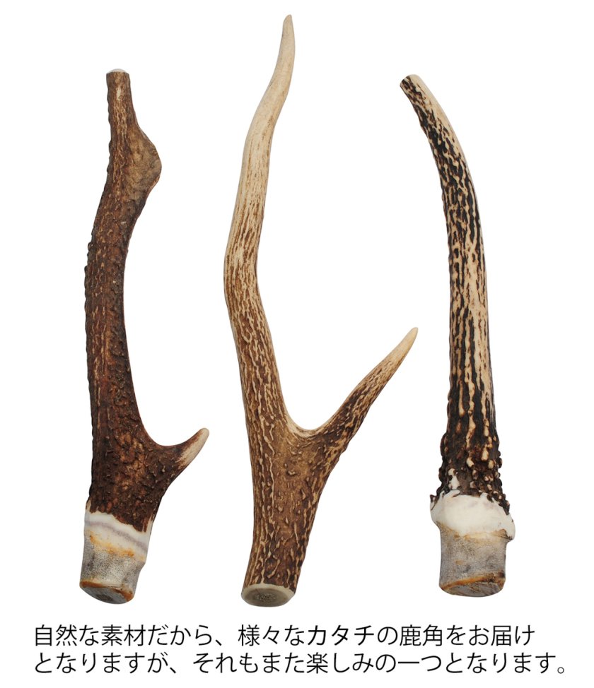 安心・安全の国産 国産の二ホン鹿の角【20cm 小型犬】鹿の角 犬