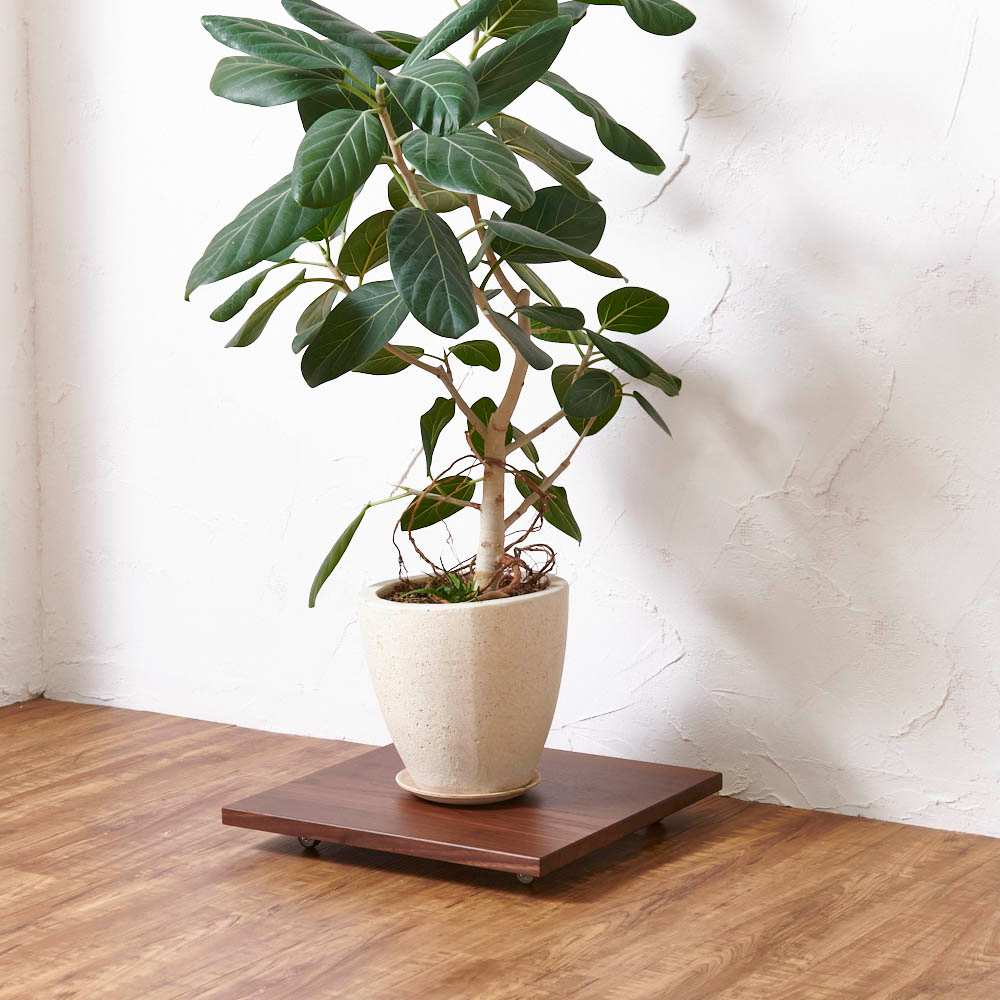 キャスター付きプランターベース ウォールナット 角40cm 通販 - ディノス