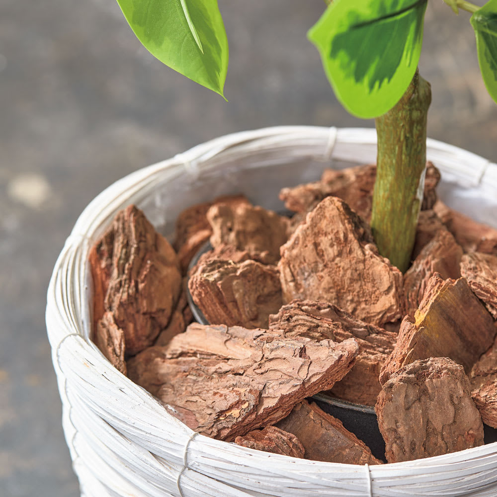 インテリアグリーン フィカス アルテシマ 高さ138cm 通販 - ディノス