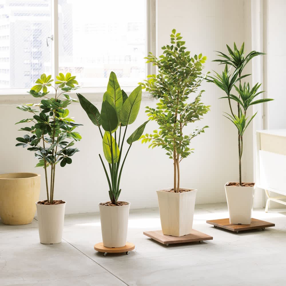 キャスター付きプランターベース ホワイトオーク 角40cm 通販 - ディノス