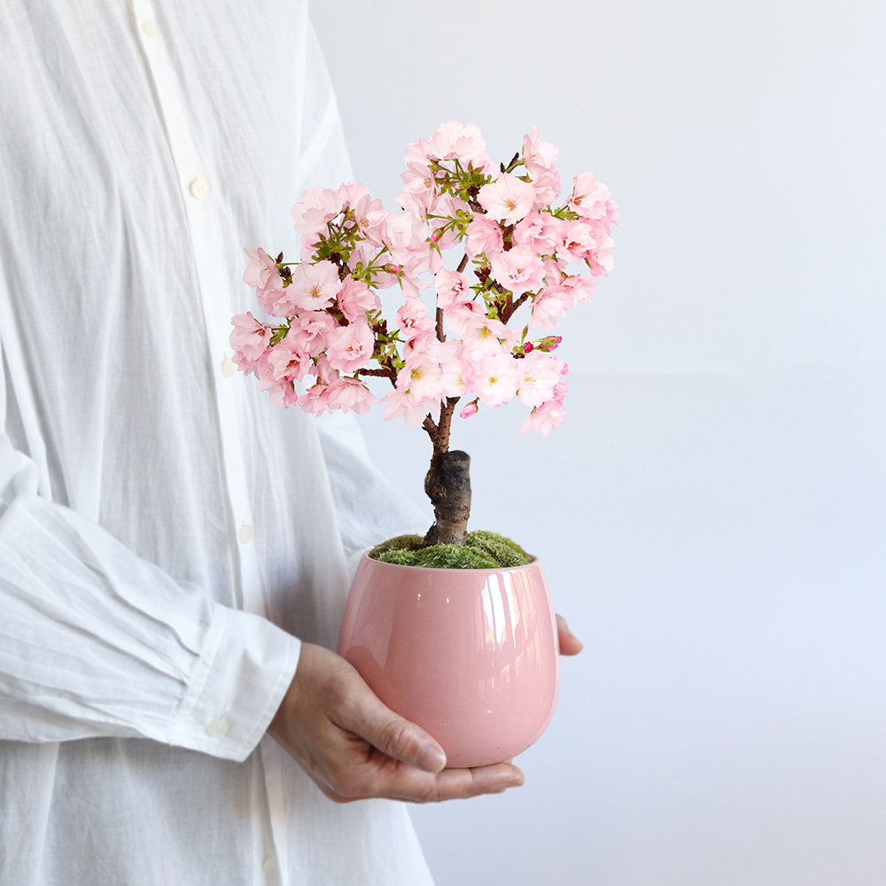 盆栽「はんなり桜 選べる2色」｜桜・桃・梅特集｜フラワーギフト通販