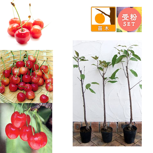 園芸ネット本店｜サクランボ3種受粉樹セット：さとうにしき（佐藤錦