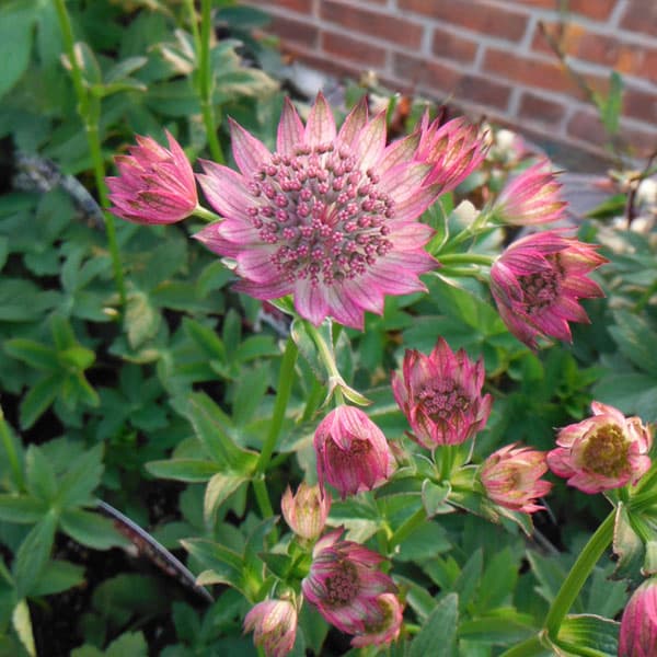 園芸ネット本店｜アストランティア：ローマ3号ポット2株セット の通販