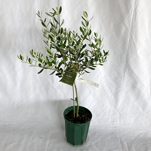 園芸ネット本店｜オリーブ：ルッカ 5～6号ポット の通販【公式】