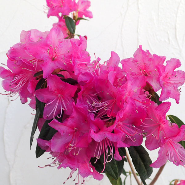 園芸ネット本店｜ツツジ：吉野（よしの）4号ポット の通販【公式】