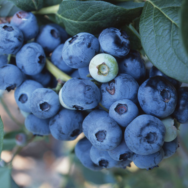 園芸ネット本店｜ブルーベリー：おおつぶ星接木苗5号ポット の通販【公式】