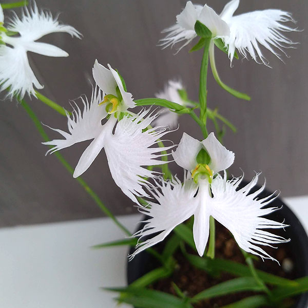 園芸ネット本店｜サギソウ（鷺草）：原種（青葉）3球入り4号鉢植え の