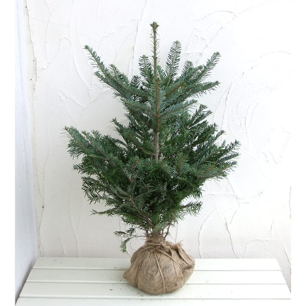 園芸ネット本店｜もみの木（モミノキ）：ウラジロモミ樹高80～90cm根