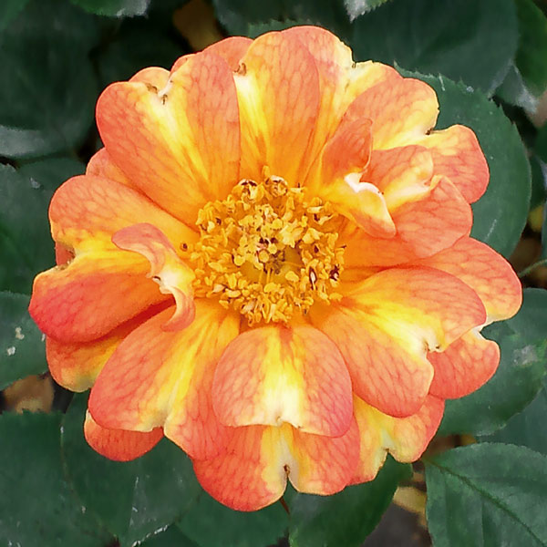 園芸ネット本店｜四季咲中輪バラ：アール・デコ大苗 の通販【公式】