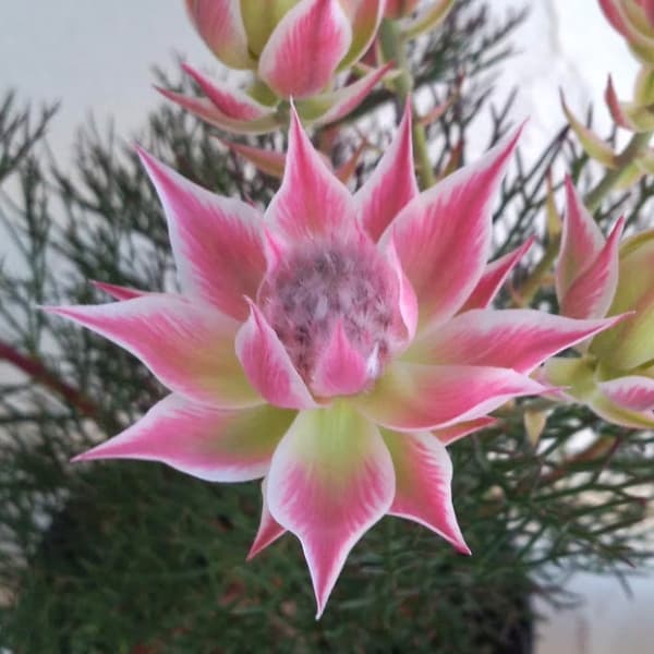 園芸ネット本店｜セルリア（ジョーイセルリア）：プリティピンク5号