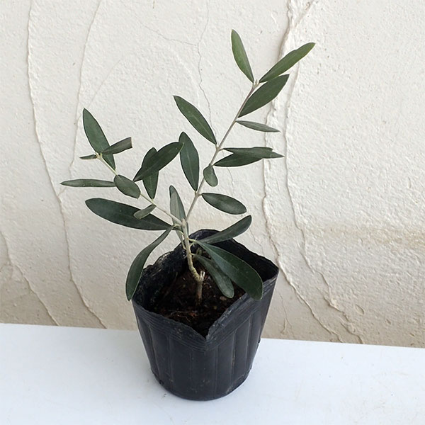 園芸ネット本店｜オリーブ：パラゴン 3.5号ポット の通販【公式】