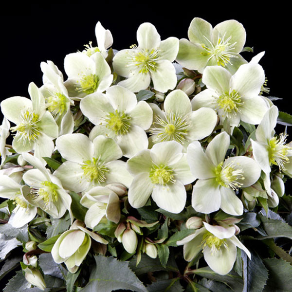 園芸ネット本店｜クリスマスローズ（原種交配）：*HGCモンテクリスト