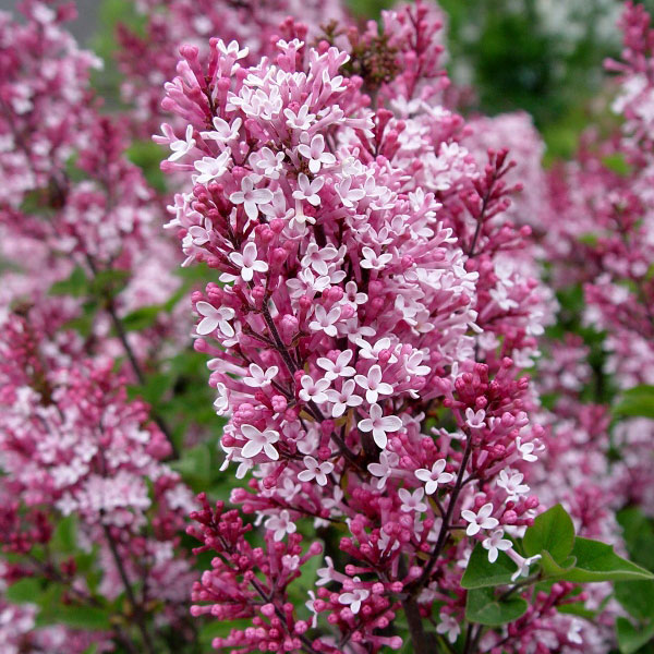 園芸ネット本店｜ヒメライラック（わい性ライラック）：ティンカーベル
