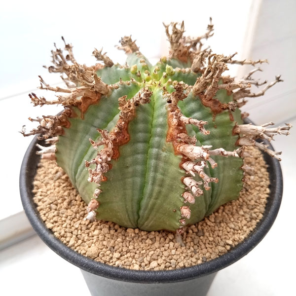 園芸ネット本店｜ユーフォルビア：バリダ 3.5号鉢 の通販【公式】