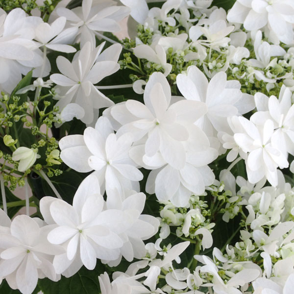 園芸ネット本店｜アジサイ：ウェディングドレス3～3.5号ポット の通販