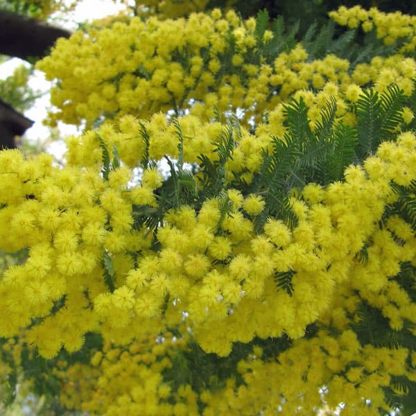 園芸ネット本店｜アカシア：銀葉アカシア7号ポット の通販【公式】