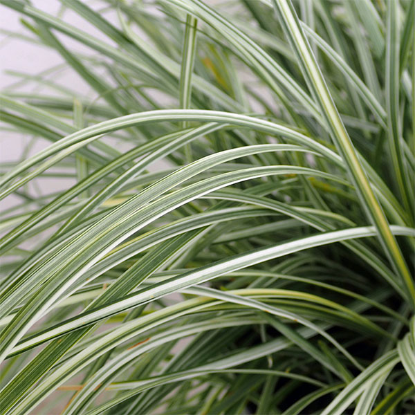 園芸ネット本店｜リュウノヒゲ白竜（はくりゅう） 3号ポット 4株セット