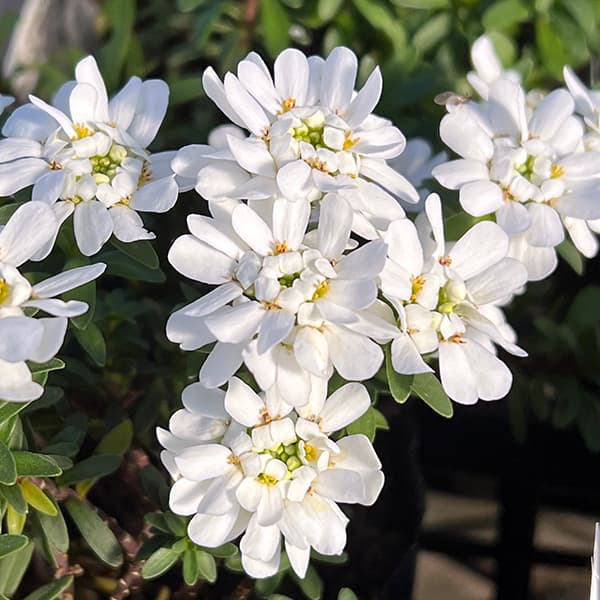 園芸ネット本店｜イベリス：ブライダルブーケ3.5号ポット 3株セット の