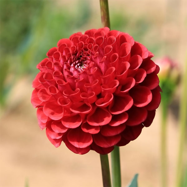 園芸ネット本店｜[26年3月中下旬予約]ダリア（ボール咲き）：レッド