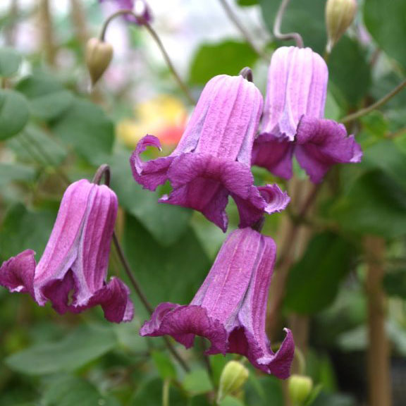 園芸ネット本店｜クレマチス：クイーンマザー4号ポット（ビチセラ系