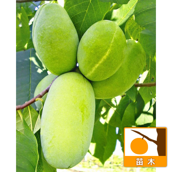 園芸ネット本店｜ポポー：マンゴー（接木苗） 5～6号ポット の通販【公式】