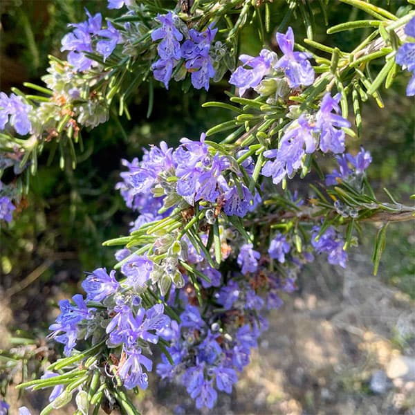 園芸ネット本店｜ローズマリー（立性）：マリンブルー4号ポット の通販