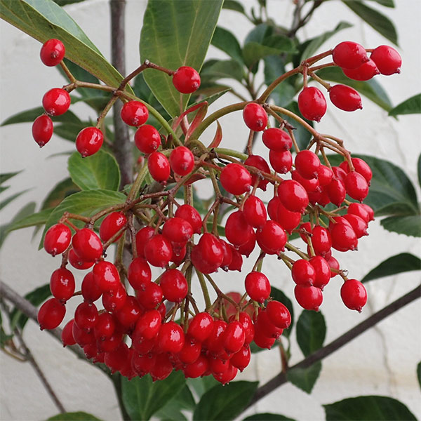 園芸ネット本店｜[送料無料]ハクサンボク（ビバーナム ジャポニカム