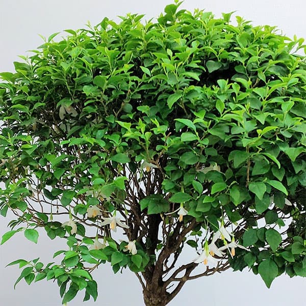 園芸ネット本店｜エゴノキ：マリモ3.5号ポット の通販【公式】