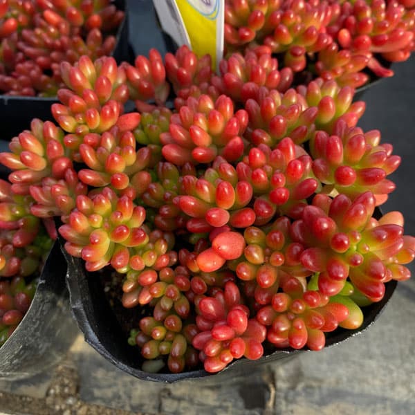 園芸ネット本店｜セダム：虹の玉3.5号ポット の通販【公式】