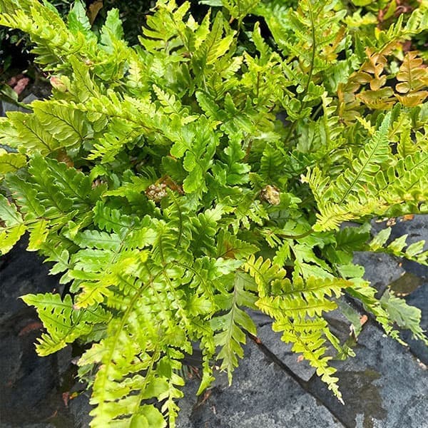 園芸ネット本店｜ガーデンファーン（耐寒性シダ）：ドリオプテリス