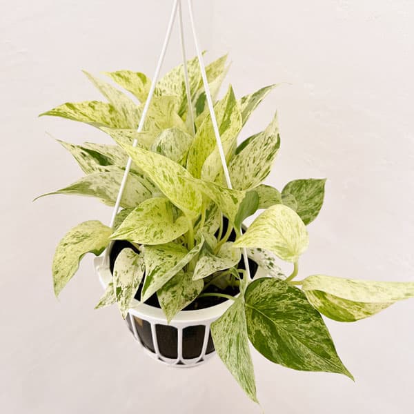 園芸ネット本店｜ポトス：マーブルクイーン 5号吊り鉢 の通販【公式】
