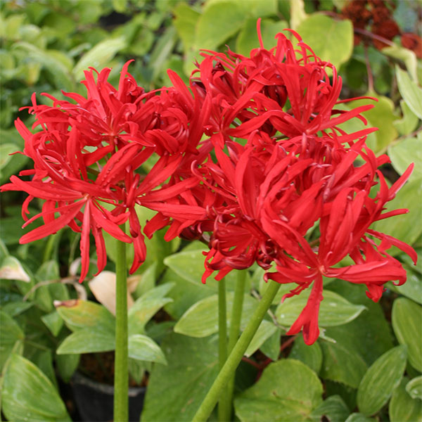 園芸ネット本店｜ヒガンバナ：八重咲きヒガンバナ1球入り の通販【公式】