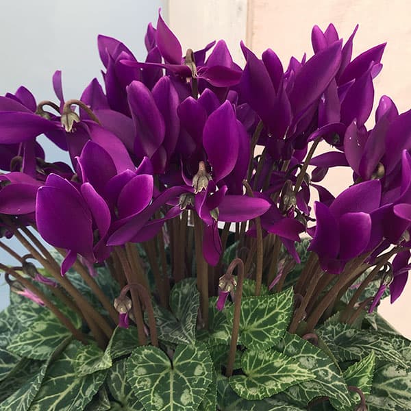 園芸ネット本店｜シクラメン：江戸ノ青（えどのあお）5号鉢 の通販【公式】