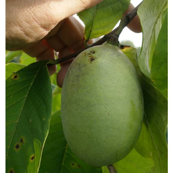 園芸ネット本店｜ポポー：サスケハンナ（接木苗）5号ポット＊＊ の通販