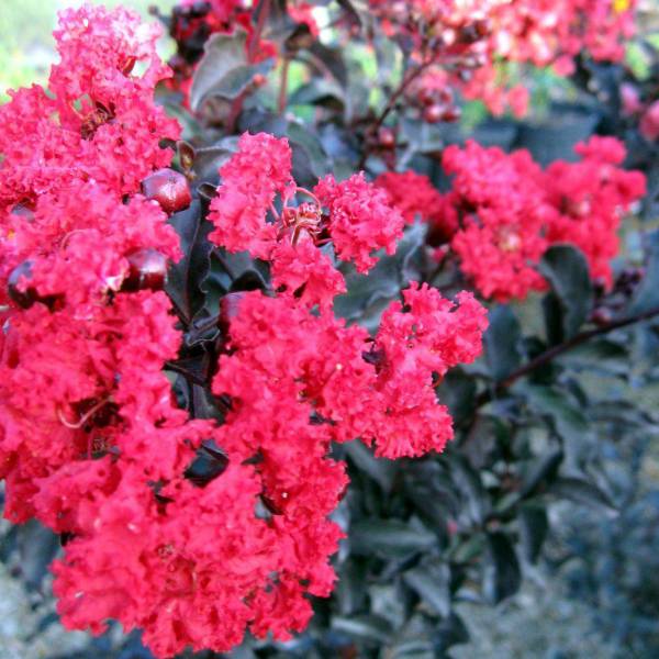 園芸ネット本店｜サルスベリ（百日紅）：ブラックパール ルビー5号