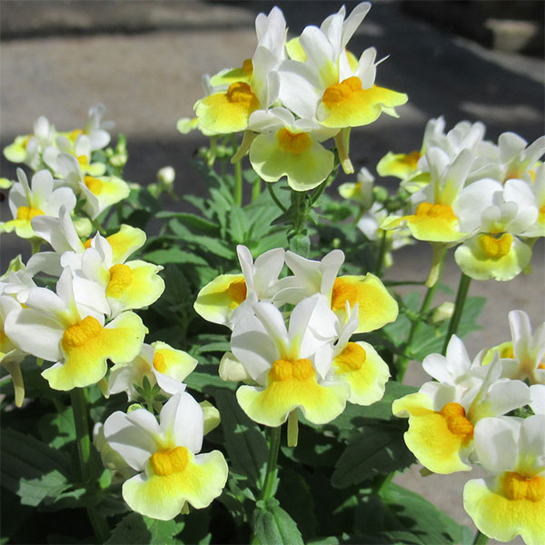 園芸ネット本店｜ネメシア：レモンスカッシュ3-3.5ポット 2株セット の