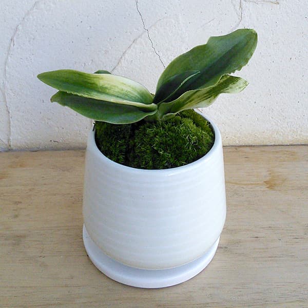 園芸ネット本店｜[ギフトに]オモト（万年青）：福の光 鉢植え（皿付